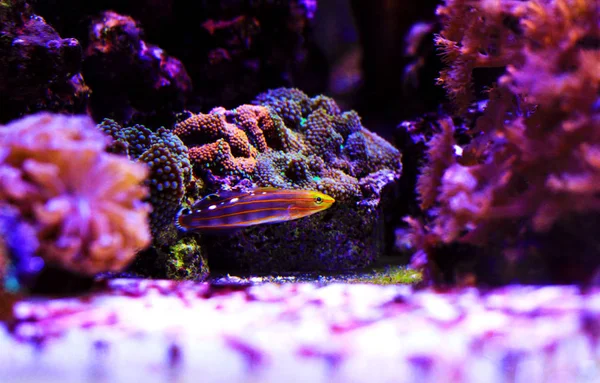 Jester Court Goby Fish Rainfordi Koumansetta — Fotografia de Stock