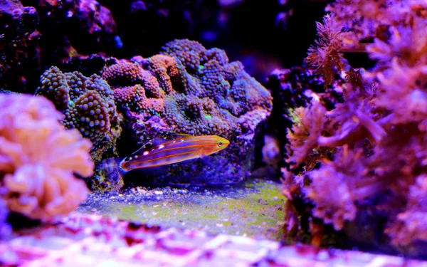 Jester Court Goby Fish Rainfordi Koumansetta — Fotografia de Stock