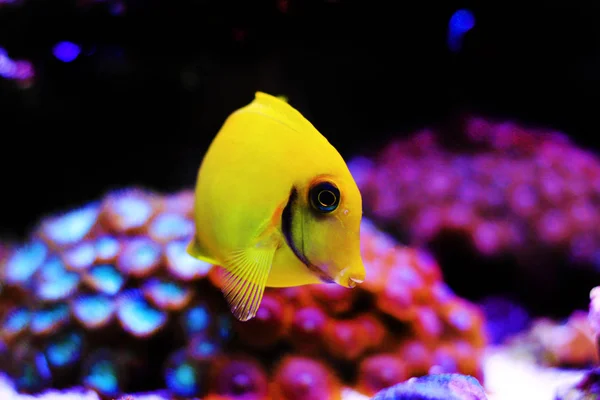 Lemon Tang Aka Chocolate Tang Acanthurus — стоковое фото