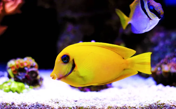 Citron Tang Aka Choklad Tang Acanthurus — Stockfoto