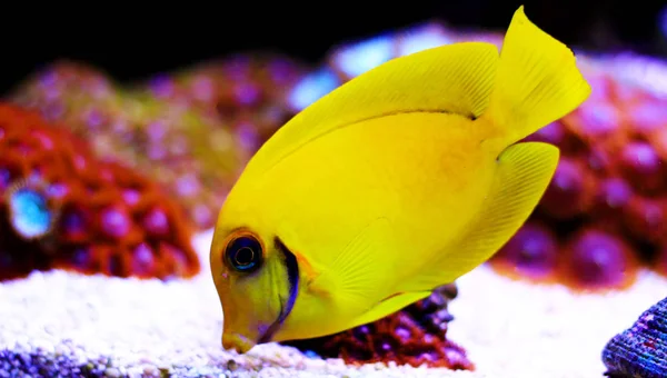 Lemon Tang Aka Chocolate Tang Acanthurus — Foto de Stock