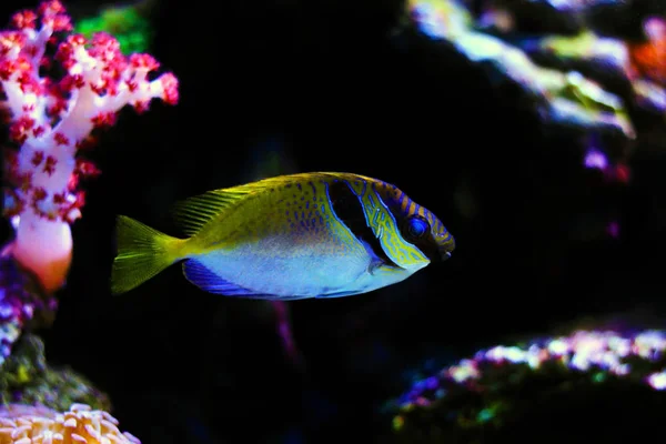 Dois Rabbitfish Barrado Siganus Virgatus — Fotografia de Stock