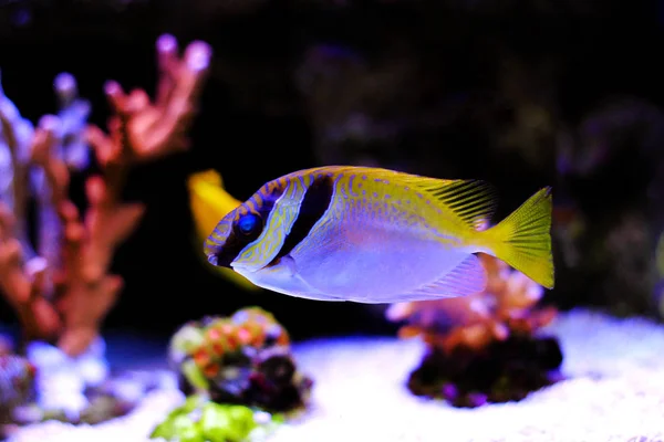 Rabbitfish Siganus Virgatus — 스톡 사진