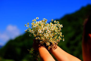 Papatya taze bitkisel bitki buket  