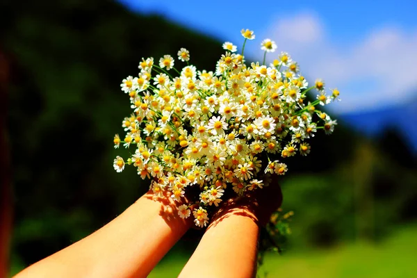 Chamomile fresh herbal plant bouquet