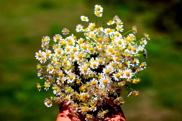 カモミール ハーブ植物の新鮮な花束 — ストック写真
