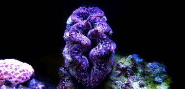 Mercan aqaurium tank Tridacna Maxima midye 