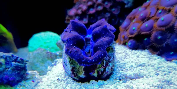 Almeja Tridacna Máxima Tanque Aqaurio Arrecife Coral —  Fotos de Stock