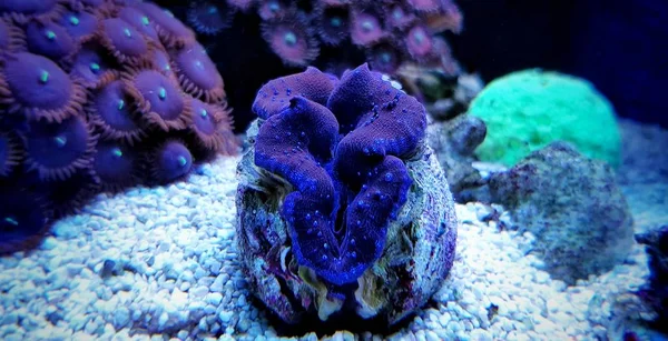 Tridacna Maxima Clam Coral Reef Aqaurium Tank — Stock Photo, Image