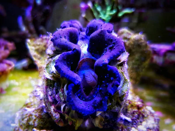 Amêijoa Tridacna Maxima Tanque Recife Coral Aqaurium — Fotografia de Stock