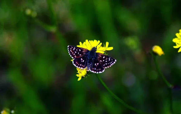 Black Pyrgus Butterfly Wild — Stock Photo, Image