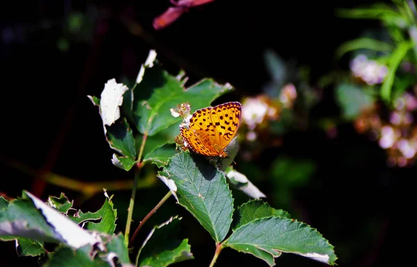 Nymphalidae Butterflies One Largest Family Butterfly Europe — Stock Photo, Image