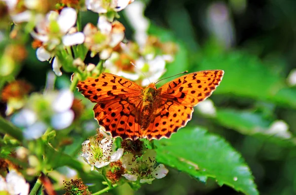 Nymphalidae 나비는 유럽에서 하나입니다 — 스톡 사진