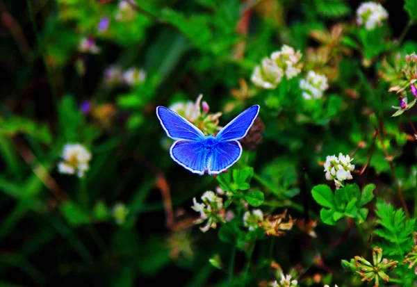 蓝色共同的欧洲蝴蝶在狂放 伊达斯蓝色 — 图库照片