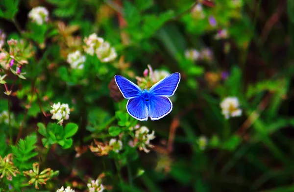 Blue Common European Butterfly Wild Idas Blue — Stock Photo, Image