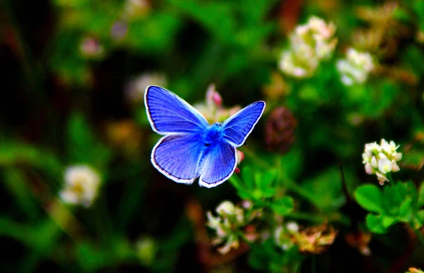 Blue Common European Butterfly Wild Idas Blue — Stock Photo, Image