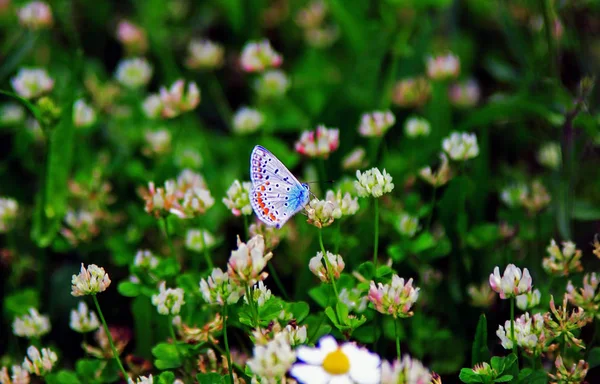 Blue Common European Butterfly Wild Idas Blue — Stock Photo, Image