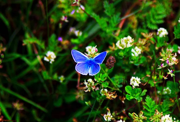 Blue Common European Butterfly Wild Idas Blue — Stock Photo, Image