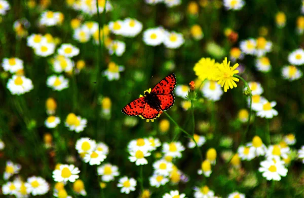 Nymphalidae Schmetterlinge Ist Eine Der Größten Schmetterlingsfamilien Europa — Stockfoto