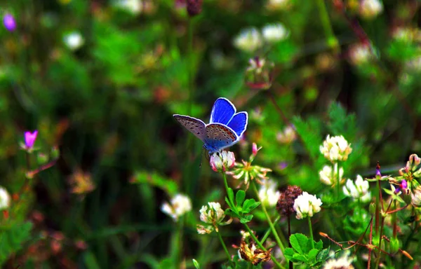 Idas 青で青一般的な欧州産の蝶 — ストック写真