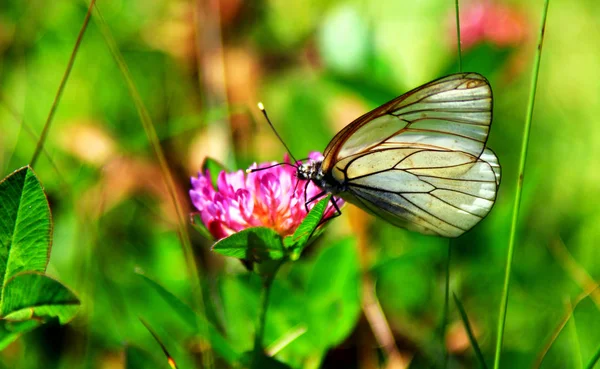 Transparent White Butterfly Flower Wild Aporia Crataegi — Stock Photo, Image