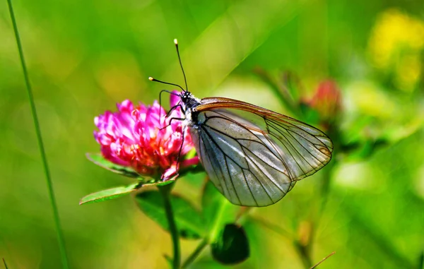 Mariposa Transparente Blanca Flor Naturaleza Aporia Crataegi — Foto de Stock