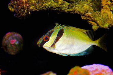 İki çubuklu kedisi - (Siganus virgatus)