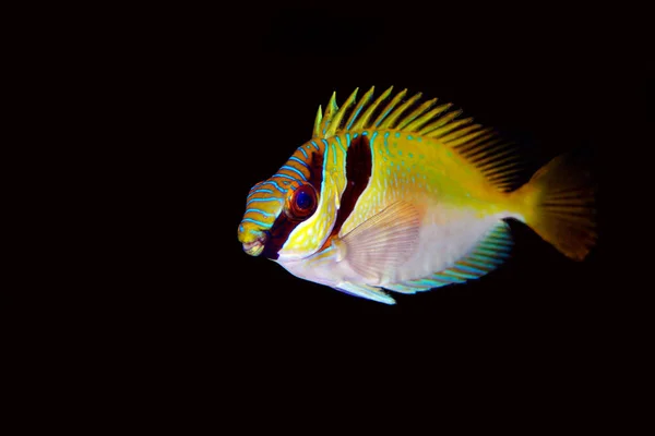 Dois Rabbitfish Barrado Siganus Virgatus — Fotografia de Stock