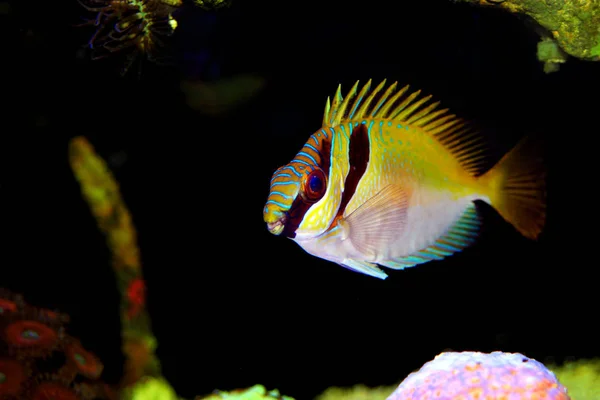 Dos Peces Conejo Barrados Siganus Virgatus — Foto de Stock