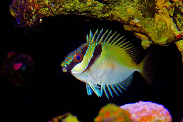 Zwei Kaninchenbarsche Siganus Virgatus — Stockfoto