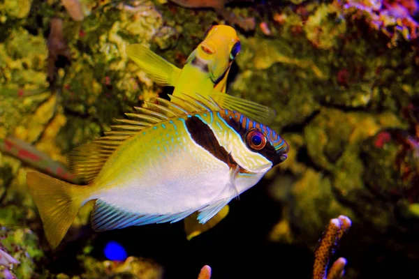 Два Заборонили Rabbitfish Siganus Virgatus — стокове фото