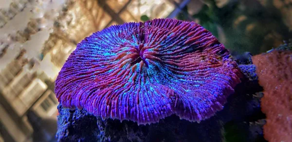 Fungia Lps Coral Aquarium Amazing Rainbow Color — Stock Photo, Image