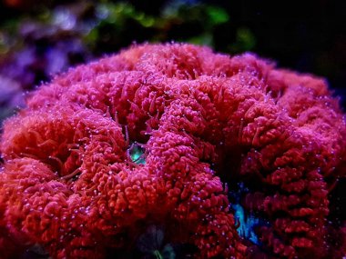 Blastomussa sp. Lps mercan yaşam dekorasyon içinde resif akvaryum tankı