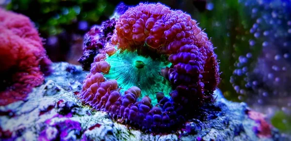 Blastomussa Lps Korallen Lebende Dekoration Aquarium — Stockfoto