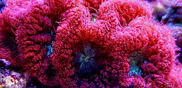 Blastomussa Lps Koraal Leven Decoratie Rif Aquarium Tank — Stockfoto