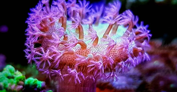Flugsvamp Svamp Läder Coral Sarcophyton — Stockfoto