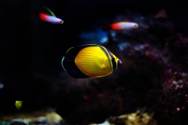 Arap kelebek balık - (Chaetodon melapterus)