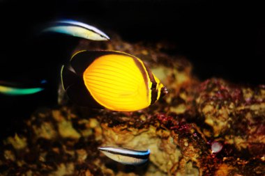 Arap kelebek balık - (Chaetodon melapterus)