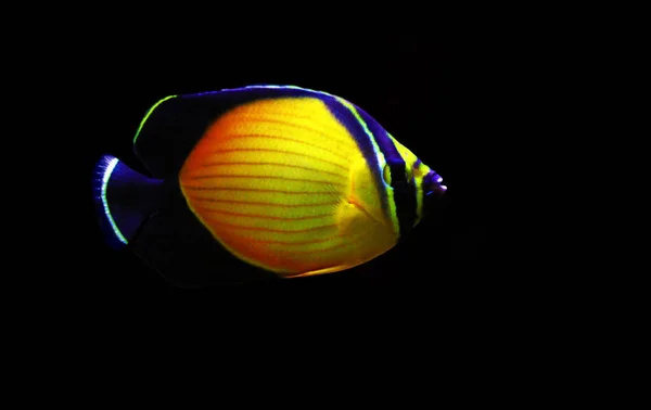 Арабийская Муха Chaetodon Melapterus — стоковое фото