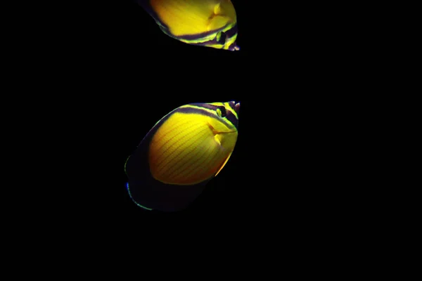 Pesce Farfalla Arabo Chaetodon Melapterus — Foto Stock
