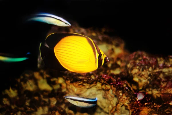 Arabian Πεταλούδα Ψάρια Chaetodon Melapterus — Φωτογραφία Αρχείου