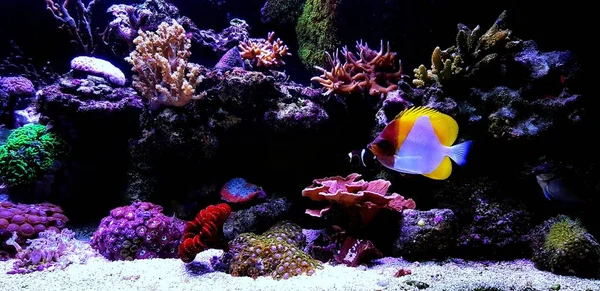 Droom Zoutwater Koraal Rif Aquarium — Stockfoto
