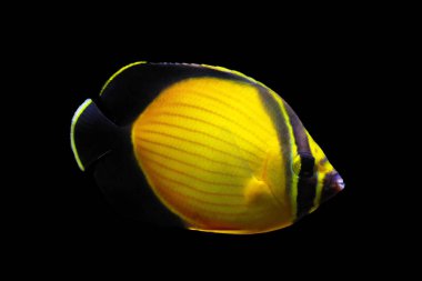 Arap kelebek balık - (Chaetodon melapterus)