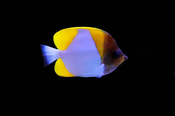 Kuning Pyramid Butterflyfish Hemitaurichthys Polylepis — Stok Foto