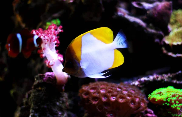 Sarı Piramit Butterflyfish Hemitaurichthys Polylepis — Stok fotoğraf