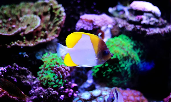 Yellow Pyramid Butterflyfish Hemitaurichthys Polylepis — Stock Photo, Image