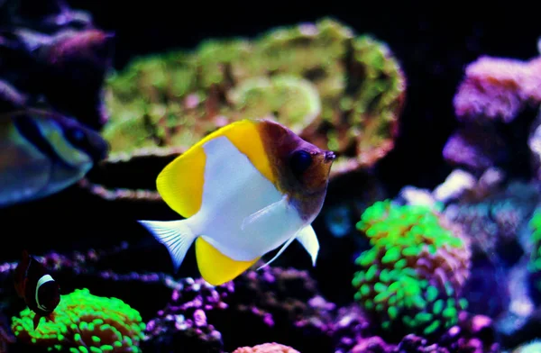 Sarı Piramit Butterflyfish Hemitaurichthys Polylepis — Stok fotoğraf