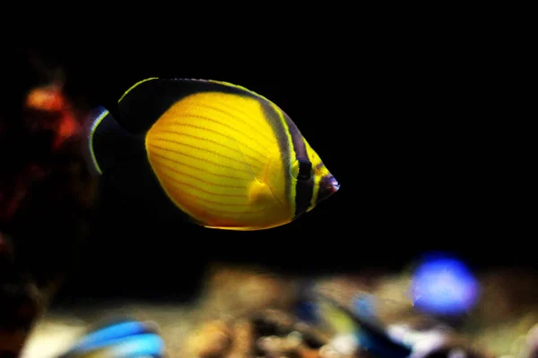 Der Arabische Schmetterlingsfisch Chaetodon Melapterus — Stockfoto