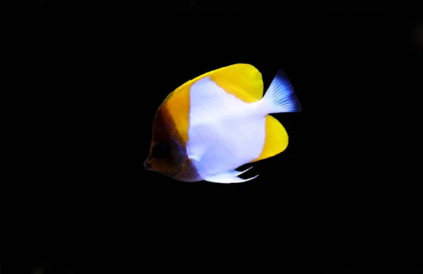 Gelber Pyramiden Schmetterlingsfisch Hemitaurichthys Polylepis — Stockfoto