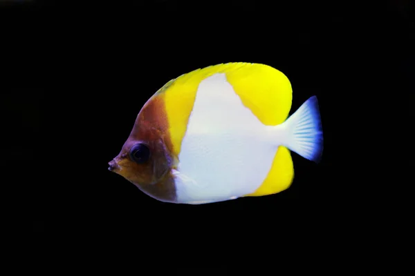 Butterflyfish Amarelo Pirâmide Hemitaurichthys Polylepis — Fotografia de Stock